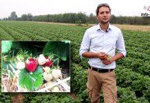 Komunikat jagodowy – zalecenia podczas zbiorów