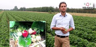 Komunikat jagodowy – zalecenia podczas zbiorów