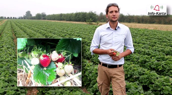 Komunikat jagodowy – zalecenia podczas zbiorów