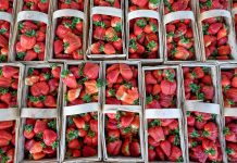 Sezon truskawkowy 2018 pod znakiem deficytu rąk do pracy