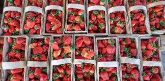 Sezon truskawkowy 2018 pod znakiem deficytu rąk do pracy