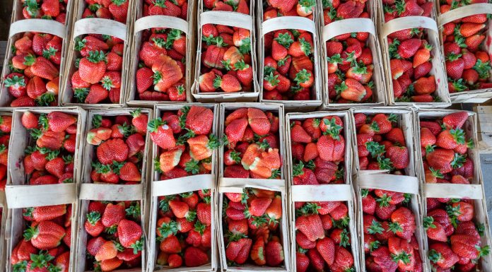 Sezon truskawkowy 2018 pod znakiem deficytu rąk do pracy