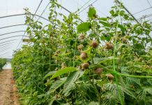 Jak zadbać o jakość owoców malin przed zbiorami?