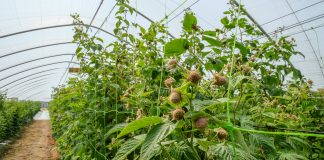 Jak zadbać o jakość owoców malin przed zbiorami?