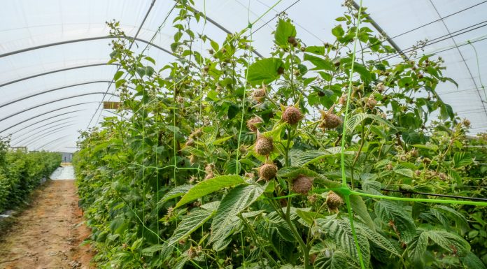 Jak zadbać o jakość owoców malin przed zbiorami?