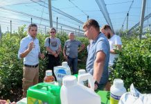 Ochrona i nawożenie borówki przed zbiorami