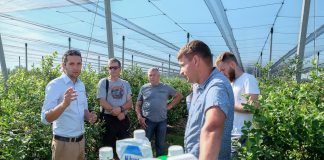 Ochrona i nawożenie borówki przed zbiorami