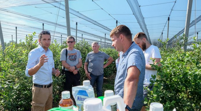 Ochrona i nawożenie borówki przed zbiorami