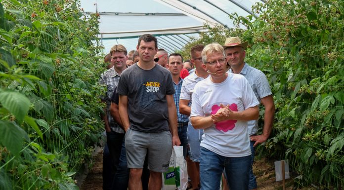 Maliny – kryzys, czy konieczność zmian? Odpowiedź na Malinowe Factory 2018