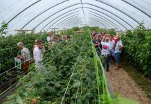 H2Flo – optymalizacja fertygacji upraw w substratach