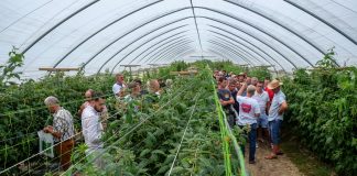 H2Flo – optymalizacja fertygacji upraw w substratach