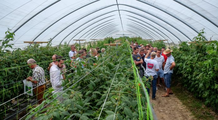 H2Flo – optymalizacja fertygacji upraw w substratach