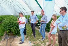 Ważne w nawożeniu malin