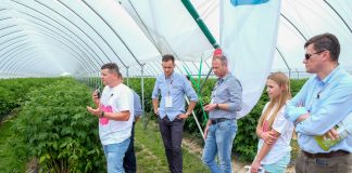 Ważne w nawożeniu malin