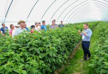 Tunel specjalnie dla malin