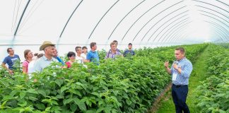 Tunel specjalnie dla malin