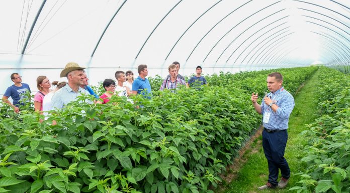 Tunel specjalnie dla malin