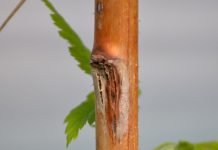 Szara pleśń i przypąkowe zamieranie pędów malin