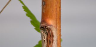 Szara pleśń i przypąkowe zamieranie pędów malin