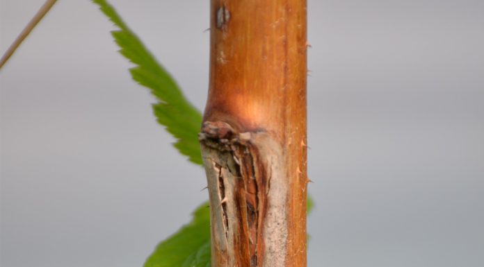 Szara pleśń i przypąkowe zamieranie pędów malin