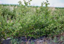 Agrestu nie ma kto kupić w tym roku. Producenci biją na alarm!