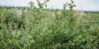 Agrestu nie ma kto kupić w tym roku. Producenci biją na alarm!