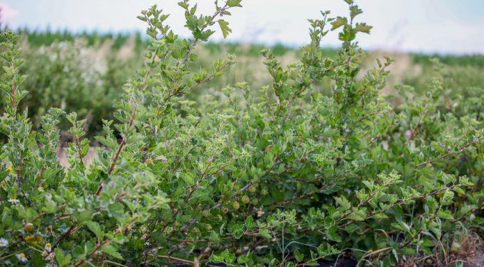 Agrestu nie ma kto kupić w tym roku. Producenci biją na alarm!