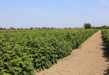 Maliny znad Kisieliny