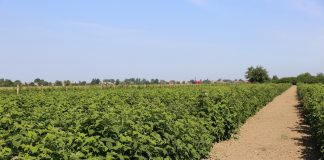 Maliny znad Kisieliny