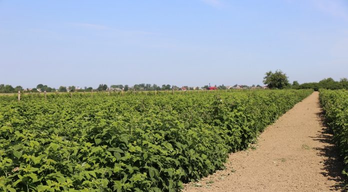 Maliny znad Kisieliny