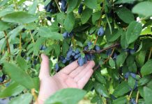 Wrześniowa promocja dla jagodowych plantatorów