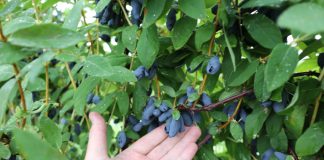 Wrześniowa promocja dla jagodowych plantatorów