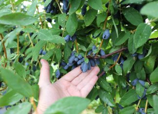 Wrześniowa promocja dla jagodowych plantatorów