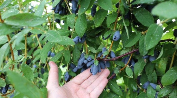 Jagoda kamczacka w legalnym obrocie w UE?