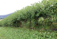 Zbiory jagody kamczackiej w Muniakowicach