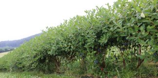 Zbiory jagody kamczackiej w Muniakowicach