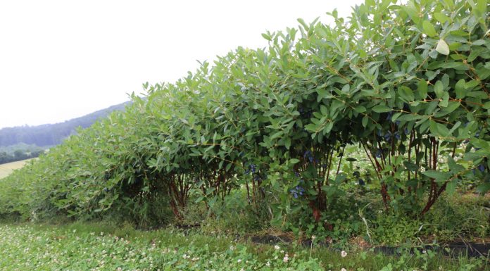 Zbiory jagody kamczackiej w Muniakowicach