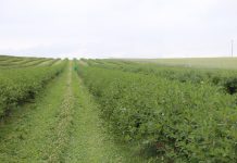 Ukraińscy plantatorzy niezadowoleni z cen malin