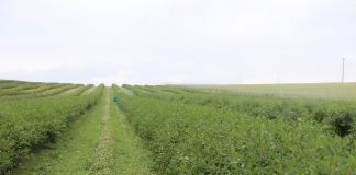 Ukraińscy plantatorzy niezadowoleni z cen malin