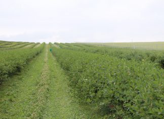 Ukraińscy plantatorzy niezadowoleni z cen malin