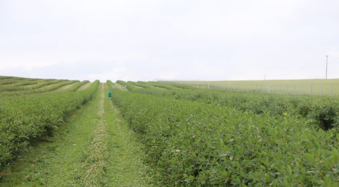 Ukraińscy plantatorzy niezadowoleni z cen malin