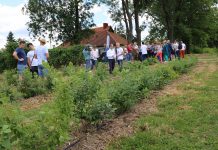 Ostatnie szlify plantacji przed zbiorem borówek