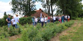 Ostatnie szlify plantacji przed zbiorem borówek