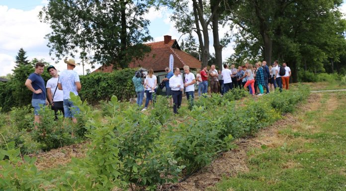 Ostatnie szlify plantacji przed zbiorem borówek