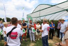 Ocena odmian i systemów uprawy malin – Malinowe Warsztaty 8 września 2019