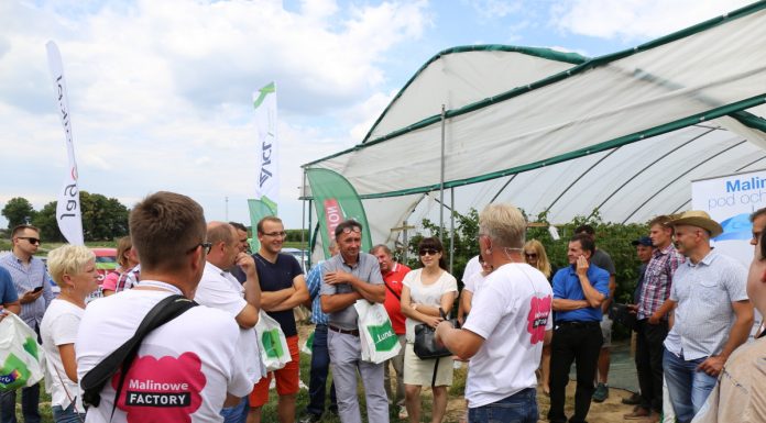 Ocena odmian i systemów uprawy malin – Malinowe Warsztaty 8 września 2019