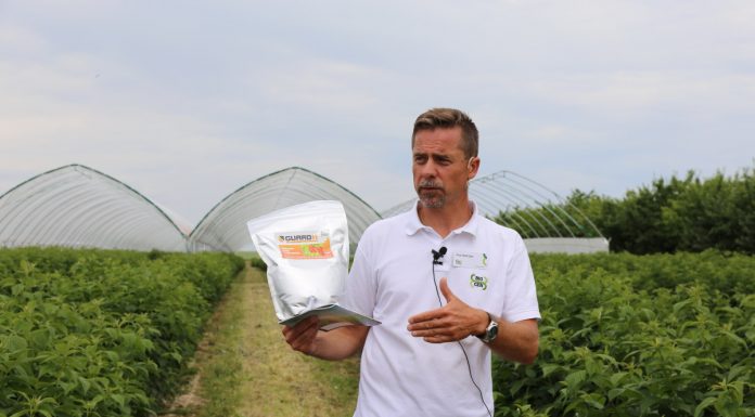 Biologiczna ochrona w uprawie maliny jesiennej