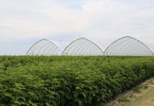 Pierwszy tego typu tunele w Polsce – specjalnie dla malin