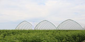 Pierwszy tego typu tunele w Polsce – specjalnie dla malin