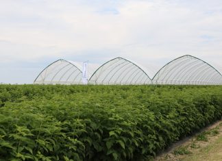 Pierwszy tego typu tunele w Polsce – specjalnie dla malin